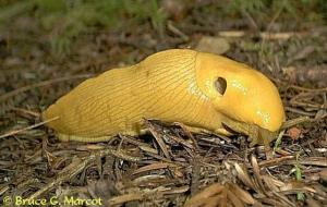 03 banana slug Prairie Ck 01