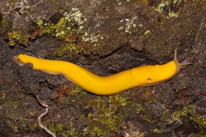 banana slug Ariolimax columbianus 26