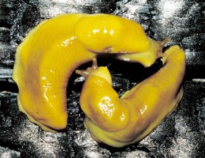 redwoods_banana_slugs