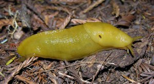 banana-slug-1-large